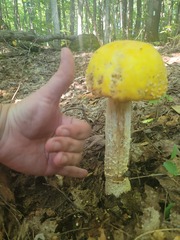 Amanita
