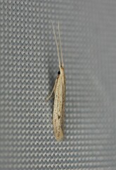 Coleophora