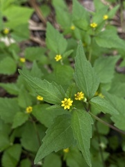 Melampodium tepicense