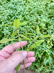 Eclipta prostrata