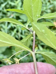 Eclipta prostrata