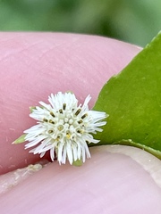 Eclipta prostrata
