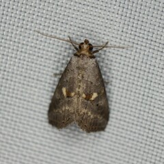 Hyperstrotia flaviguttata