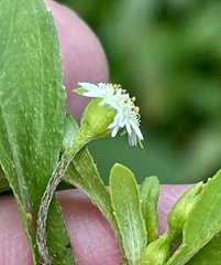 Eclipta prostrata