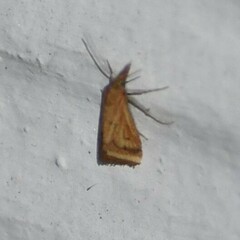 Microtheoris ophionalis