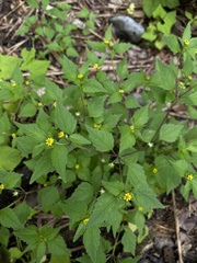 Melampodium tepicense