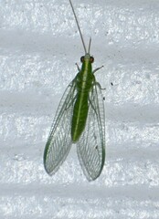 Chrysopodes collaris