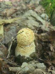 Amanita