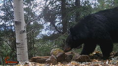 Ursus americanus machetes