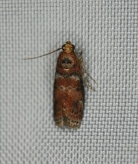 Sciota rubrisparsella