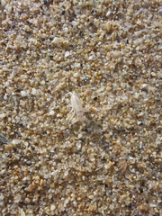 Talitrus platycheles