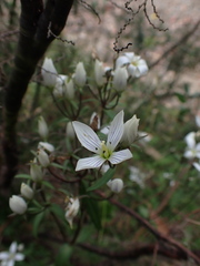 Gentianella
