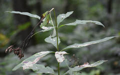 Eutrochium purpureum