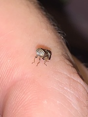 Clastoptera obtusa