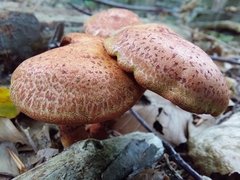 Cortinarius bolaris
