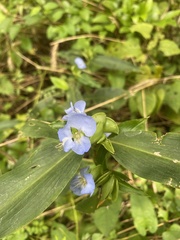 Commelina virginica