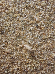 Talitrus platycheles