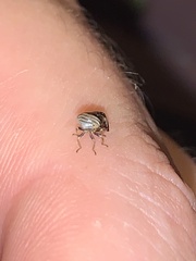 Clastoptera obtusa