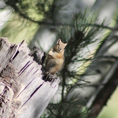Callospermophilus lateralis