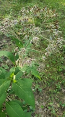 Eutrochium purpureum