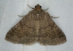 Matigramma pulverilinea