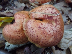 Cortinarius bolaris