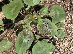 Amaranthus palmeri