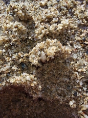 Talitrus platycheles