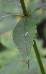 Eutrochium purpureum