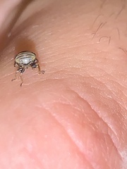 Clastoptera obtusa