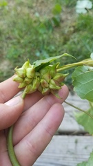 Ampelomyia vitiscoryloides