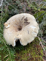 Lactifluus deceptivus