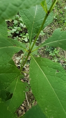 Eutrochium purpureum