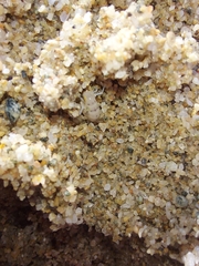 Talitrus platycheles