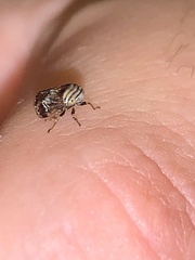 Clastoptera obtusa