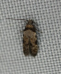 Taygete attributella