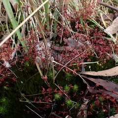 Drosera peltata