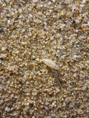 Talitrus platycheles