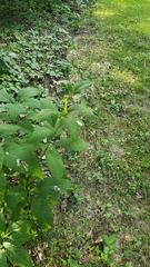 Eutrochium purpureum