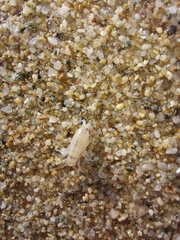 Talitrus platycheles