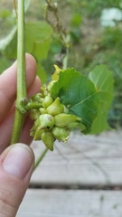 Ampelomyia vitiscoryloides