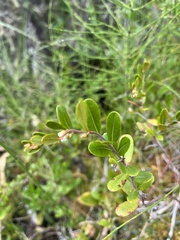 Chamaedaphne calyculata