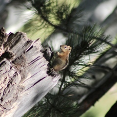 Callospermophilus lateralis