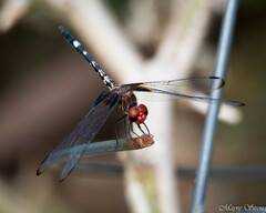 Dythemis fugax