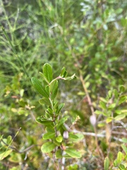 Chamaedaphne calyculata