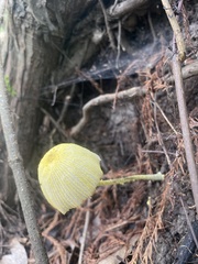Leucocoprinus fragilissimus
