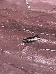 Monopis crocicapitella