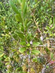 Chamaedaphne calyculata