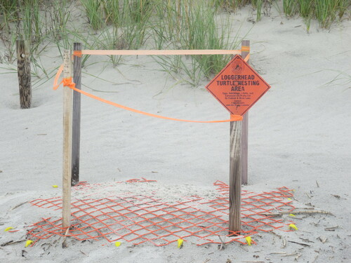 Loggerhead Sea Turtle photographed in South Carolina