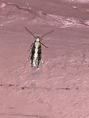 Monopis crocicapitella